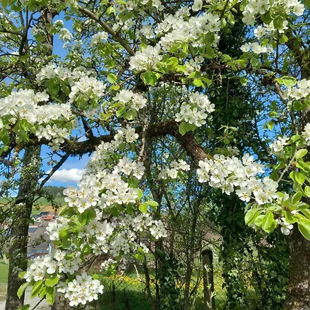 Zur Frohen Einkehr Vendégház